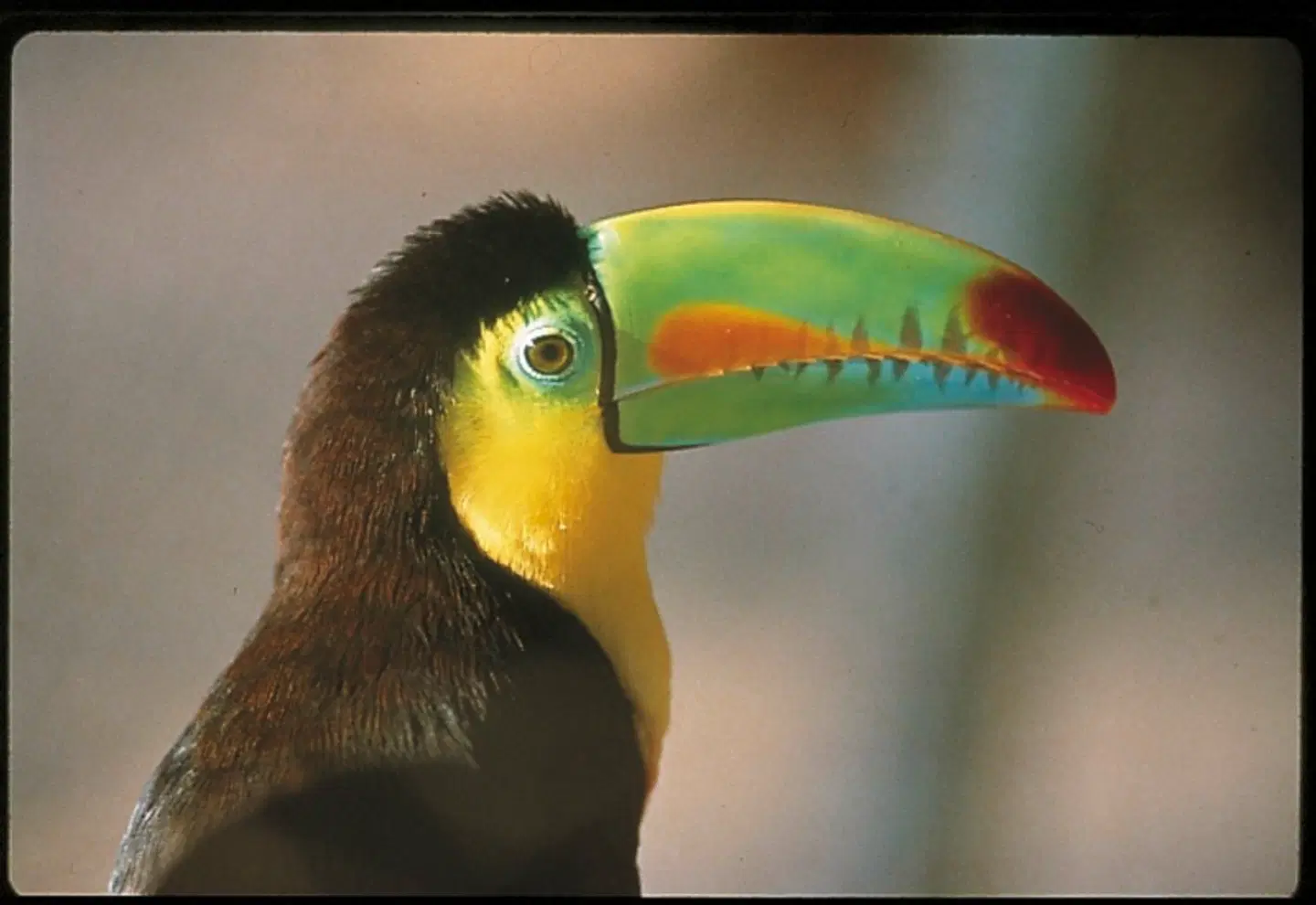 Best of Panama Tiere