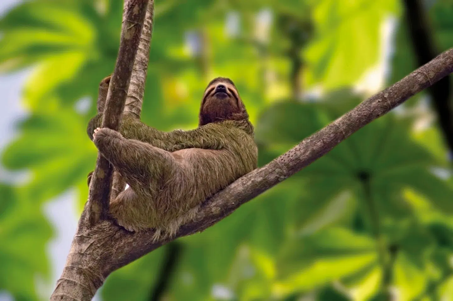 Höhepunkte Costa Ricas (14 Nächte) Tiere