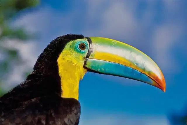 Höhepunkte Costa Ricas (14 Nächte) Tiere