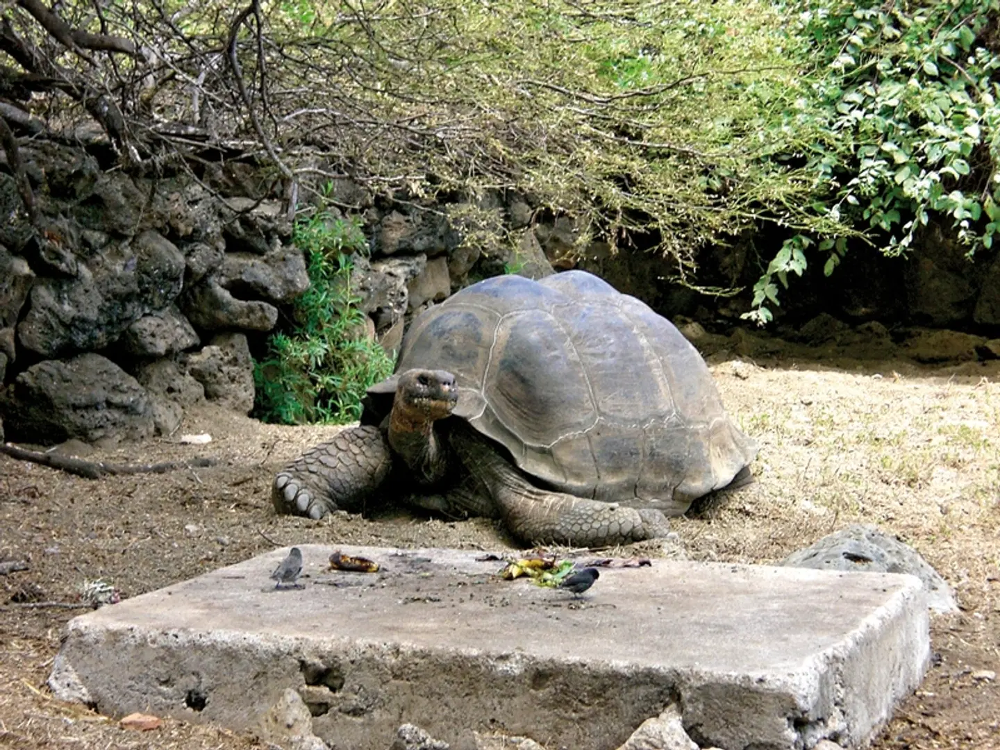 Galápagos Island Hopping Tiere