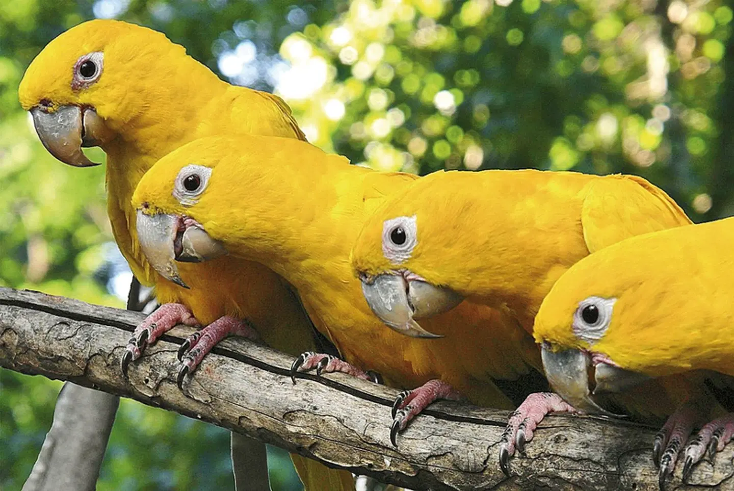 Faszination Iguassú - Mabu Thermas Grand Resort Tiere