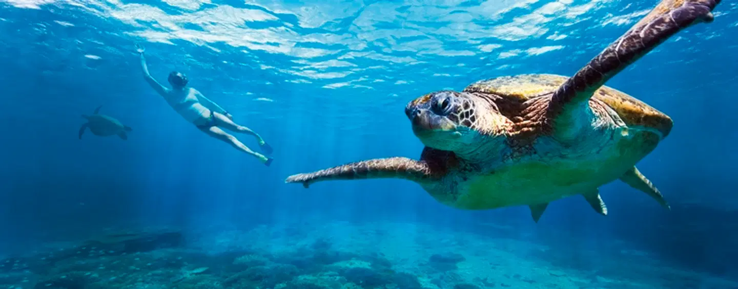 Best of Australia Tiere