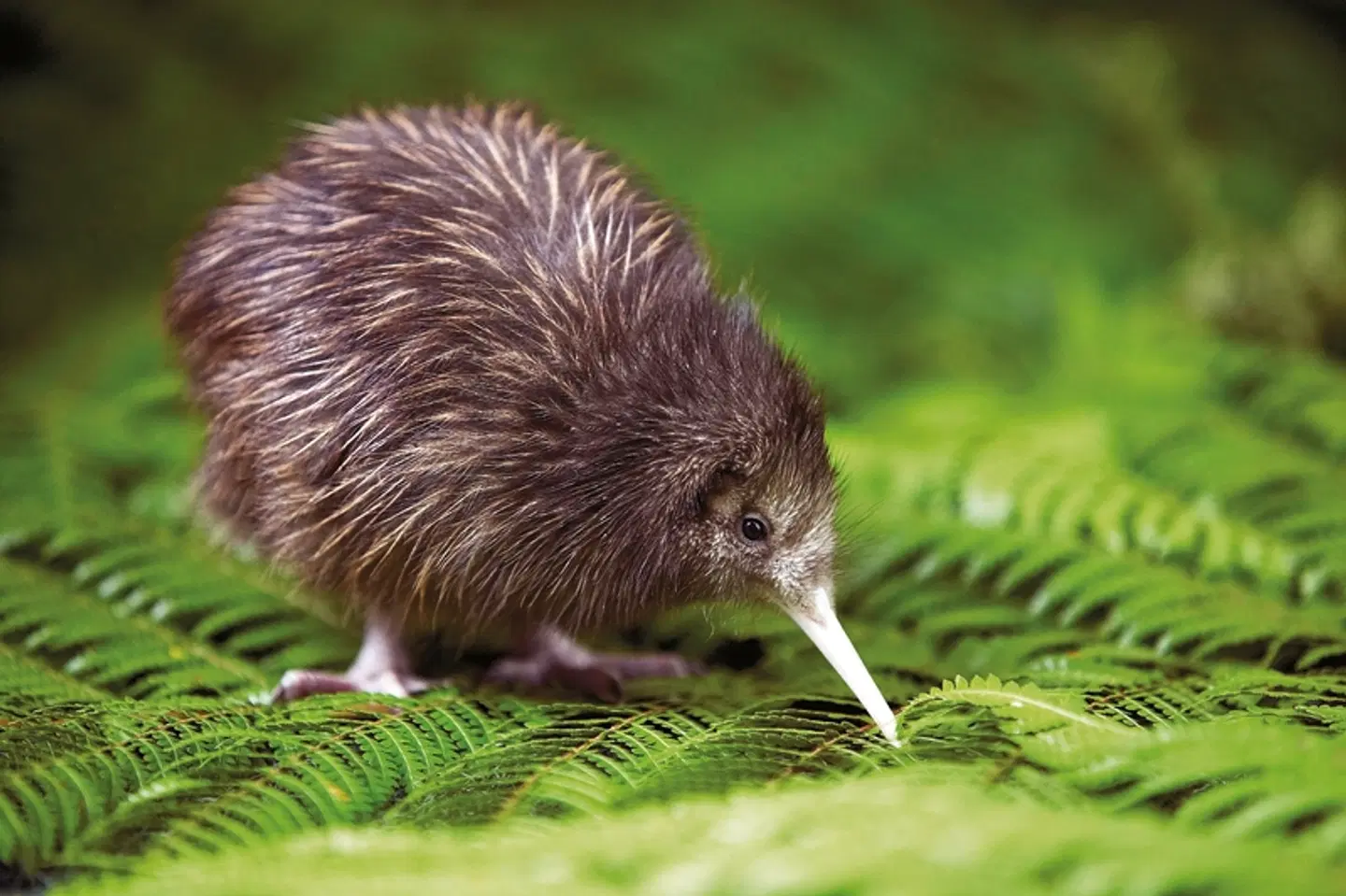 Kontraste Australiens und Neuseelands Tiere