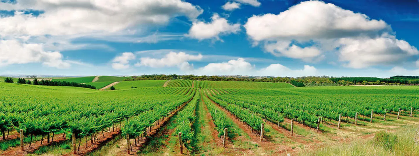 Great Ocean Road & Barossa Valley LANDSCAPE