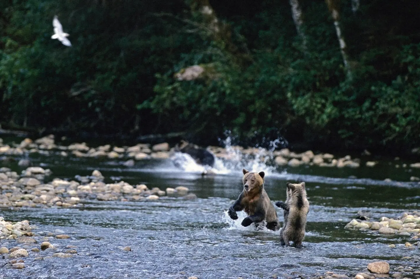 Great Bear Adventure Tiere