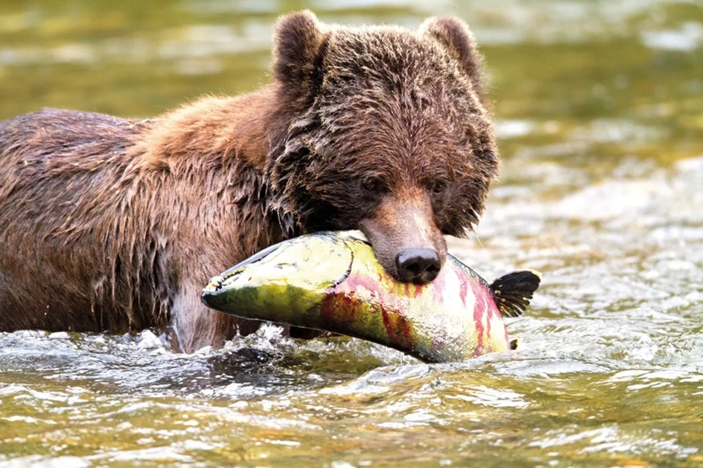 Great Bear Adventure Tiere