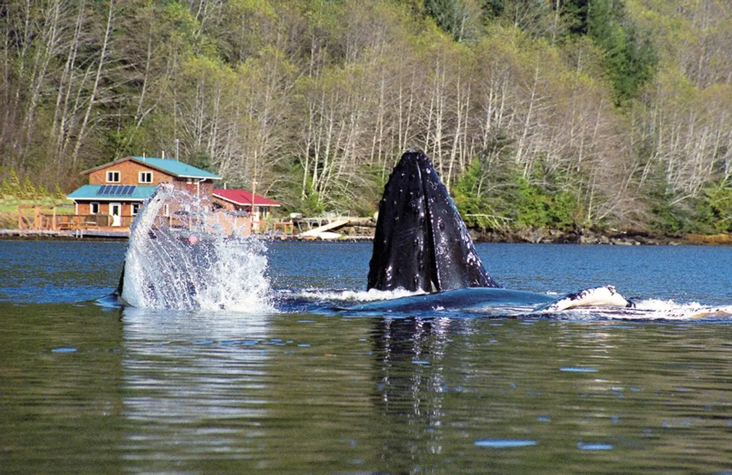 Great Bear Adventure Tiere