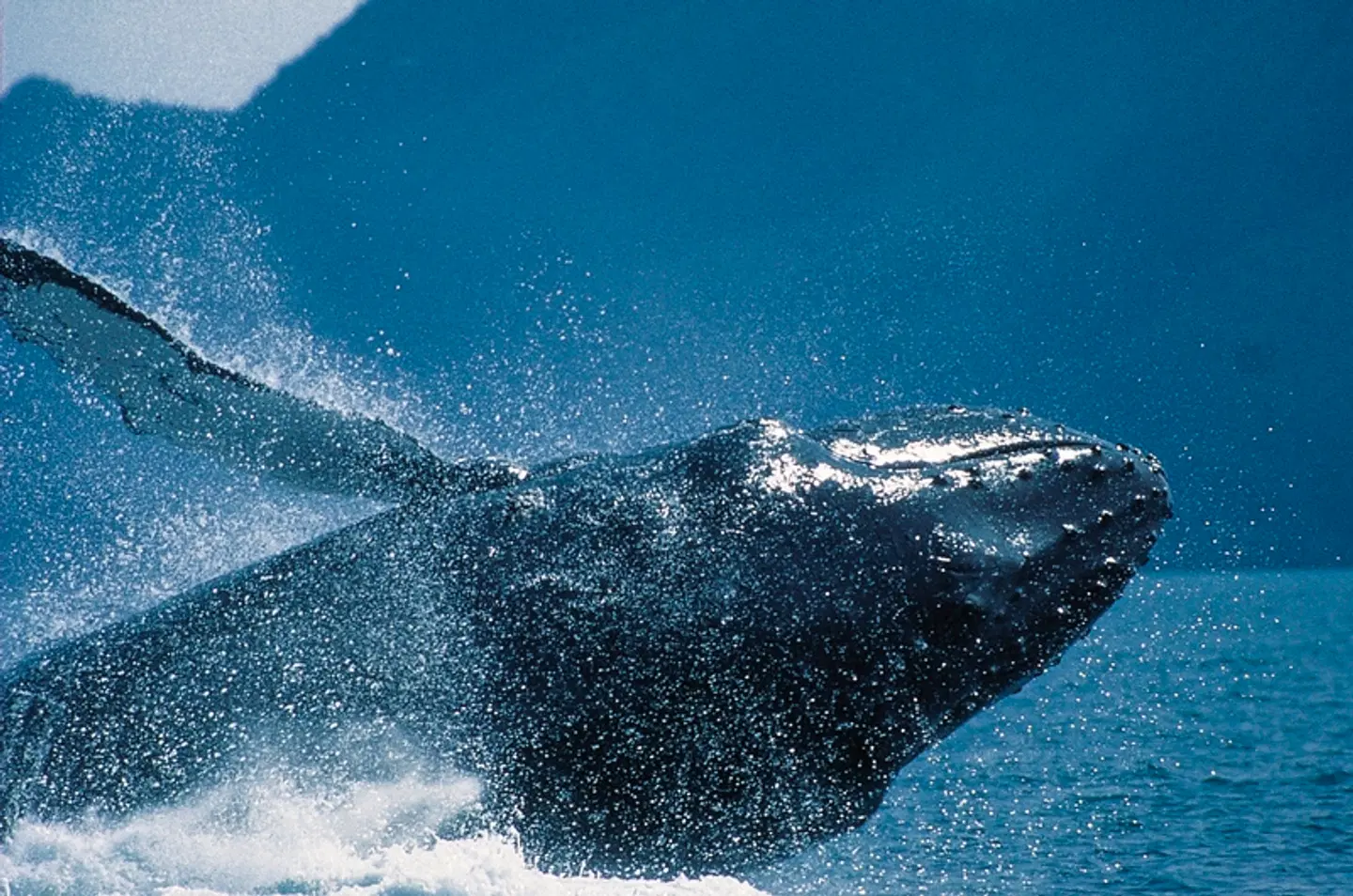 Beautiful BC - Erlebnis Pur! Tiere