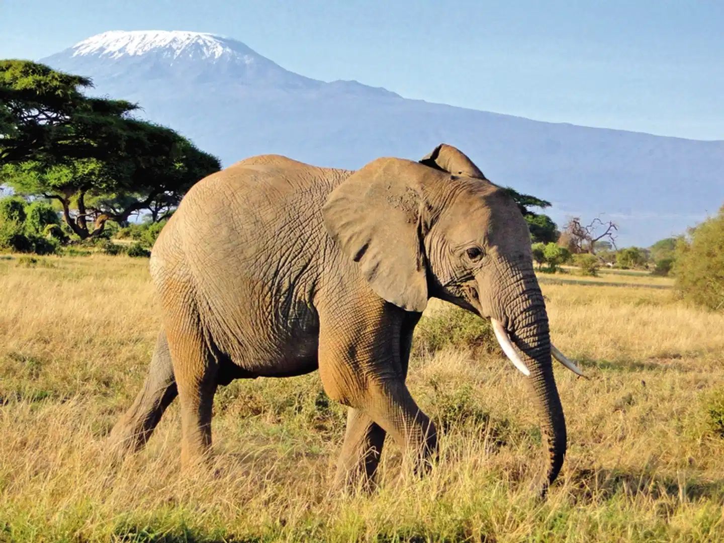 ADAC Special Kenia - Jenseits von Afrika Tiere