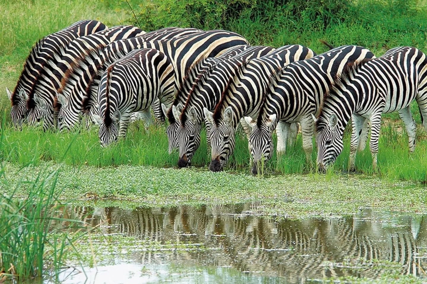 ADAC Special Südafrika - Safari, Königreiche & Küstenzauber Tiere