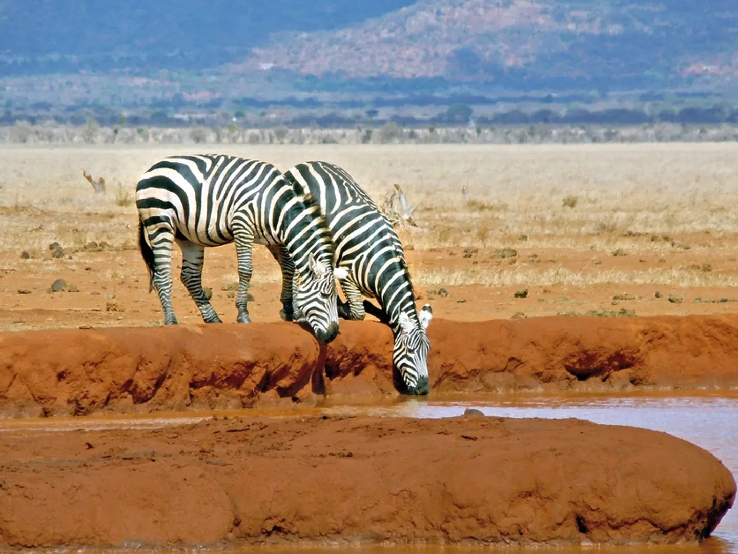 ADAC Special Kenia - Jenseits von Afrika Tiere