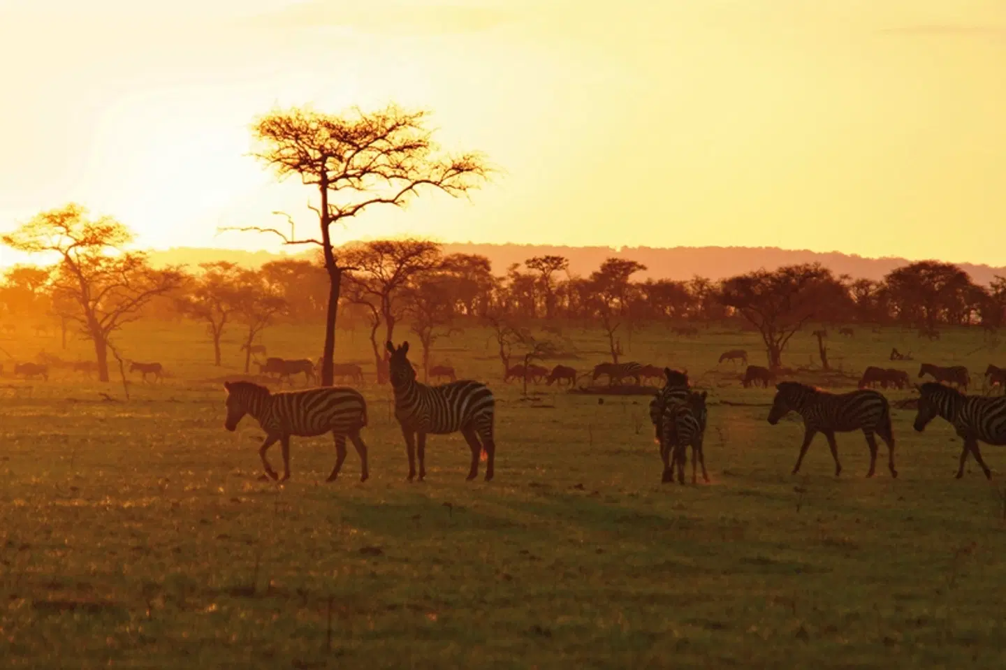 ADAC Special: Tansania - Tierwunder am Kilimanjaro Tiere