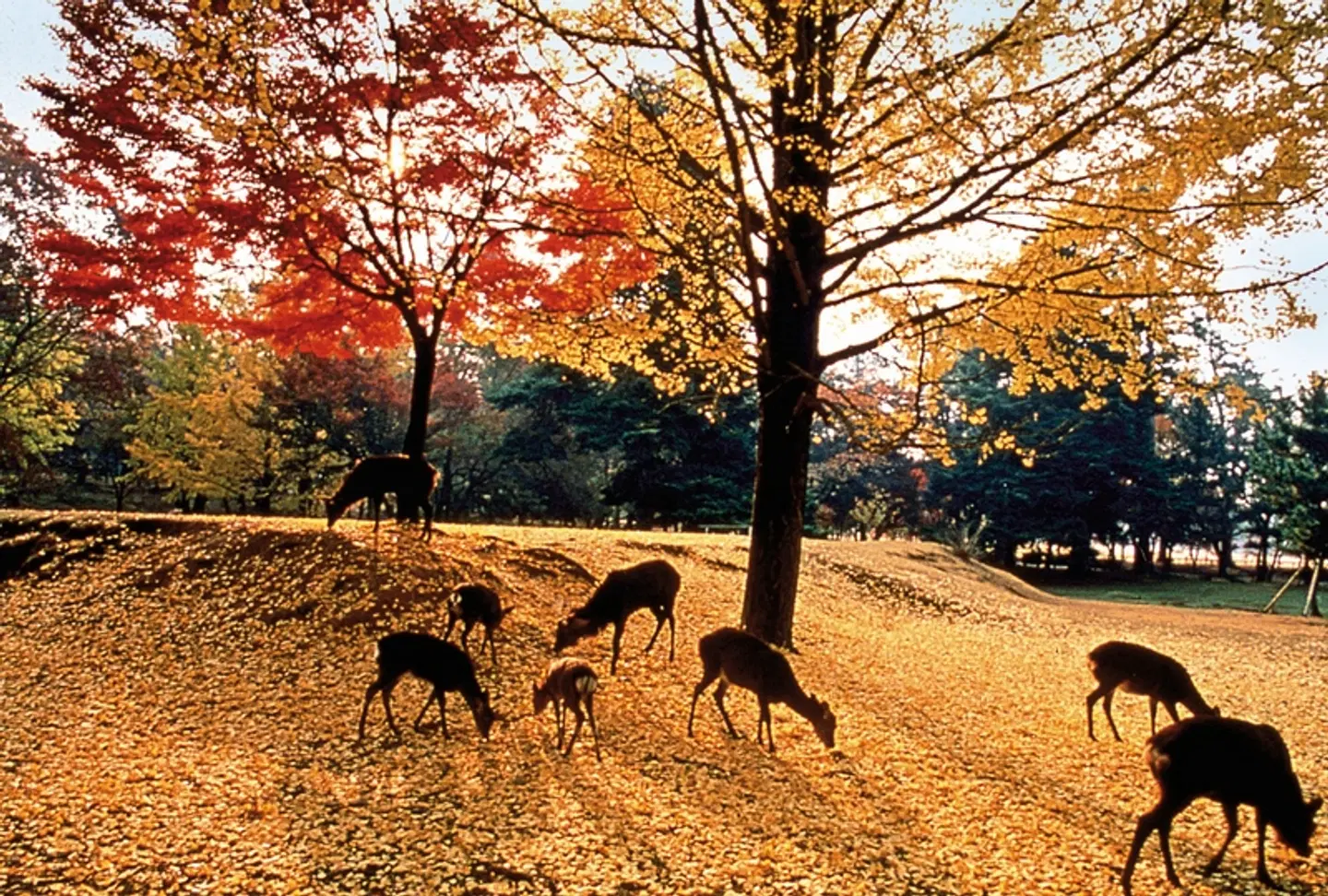 ADAC Special Japan - Im Land der aufgehenden Sonne Tiere