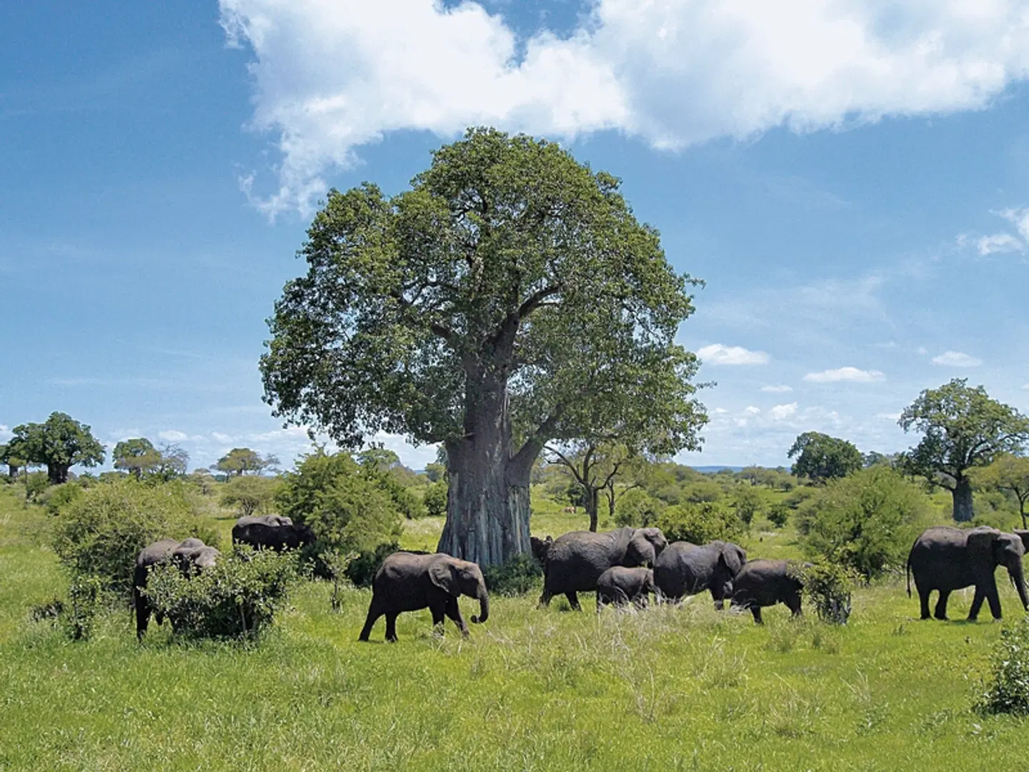 ADAC Special: Tansania - Tierwunder am Kilimanjaro Tiere