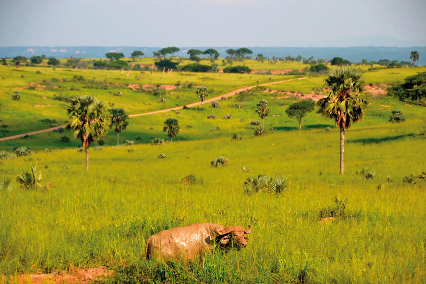 Uganda - Im Land der Berggorillas Tiere