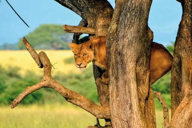 Uganda - Im Land der Berggorillas Tiere