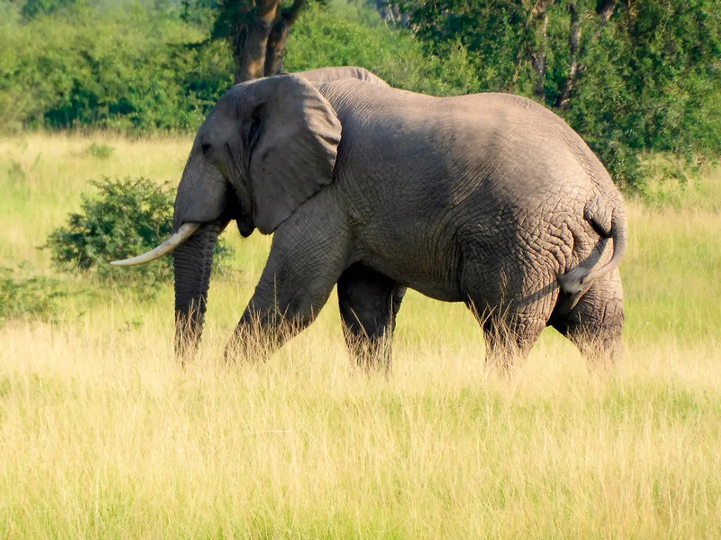 Uganda - Im Land der Berggorillas Tiere