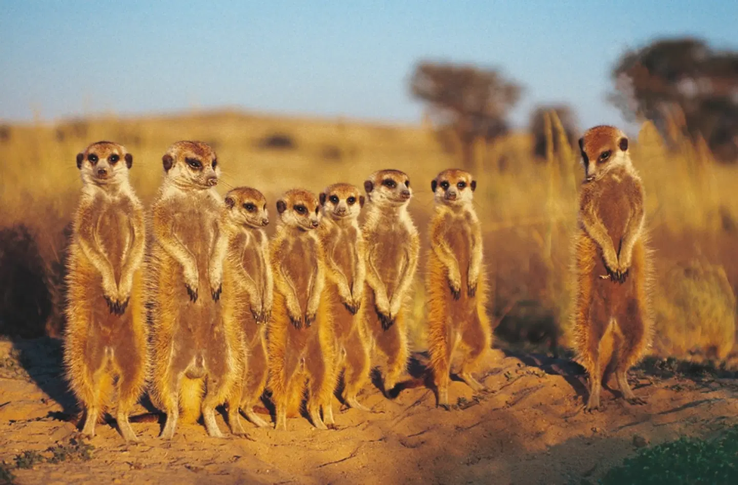 ADAC Special: Namibia, Botswana, Simbabwe - Auf den Spuren von David Livingstone Tiere