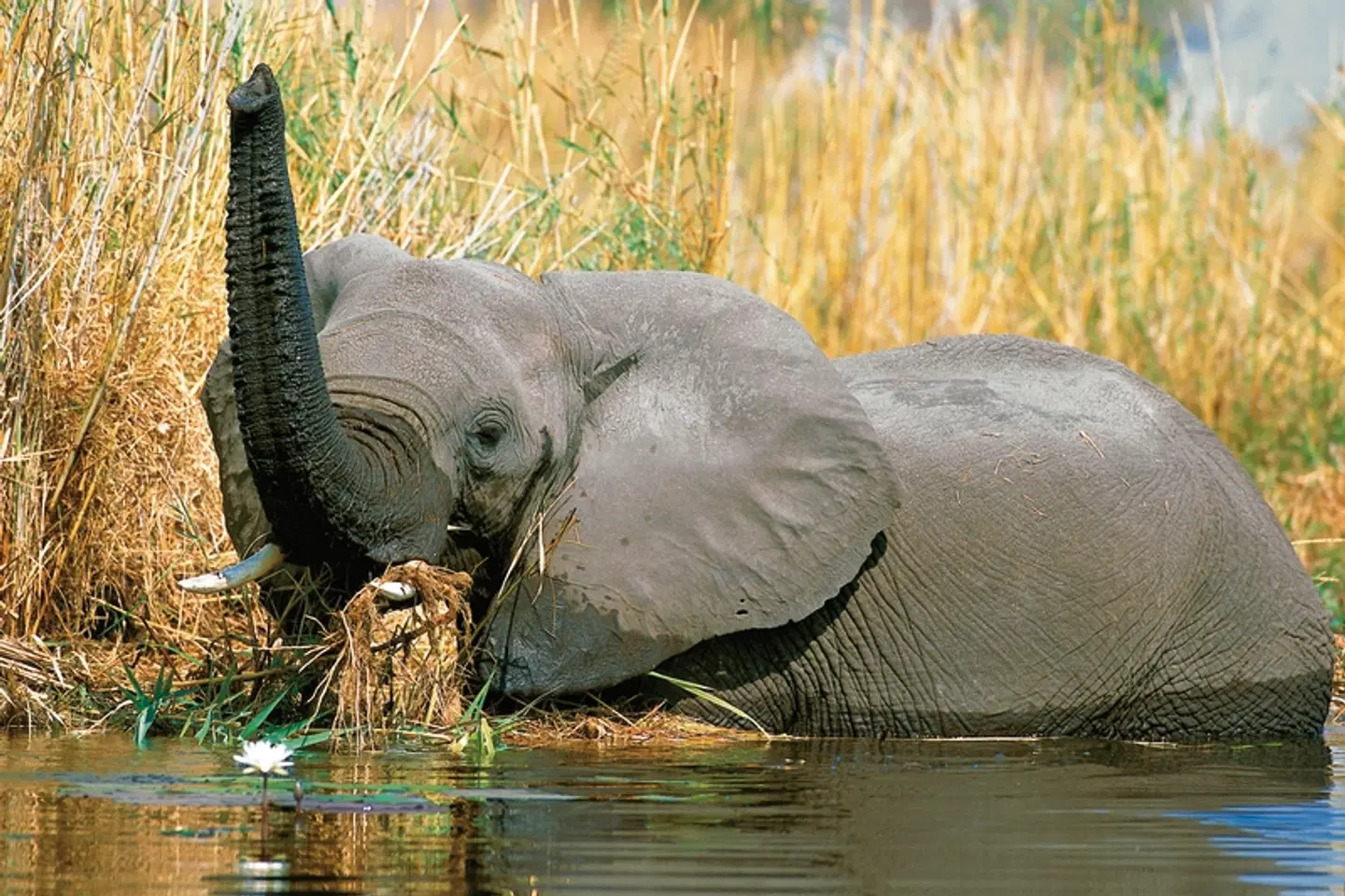 ADAC Special: Namibia, Botswana, Simbabwe - Auf den Spuren von David Livingstone Tiere