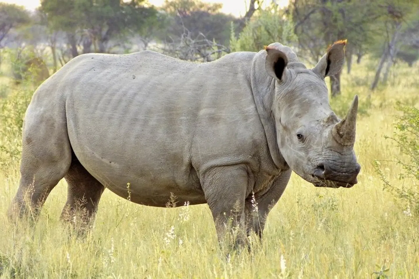 ADAC Special: Namibia, Botswana, Simbabwe - Auf den Spuren von David Livingstone Tiere