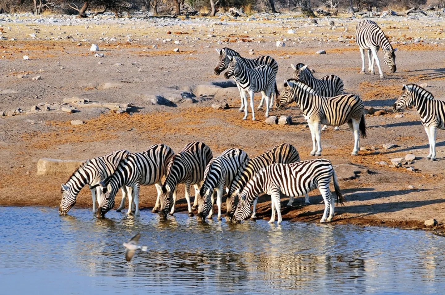 ADAC Special: Namibia, Botswana, Simbabwe - Auf den Spuren von David Livingstone Tiere