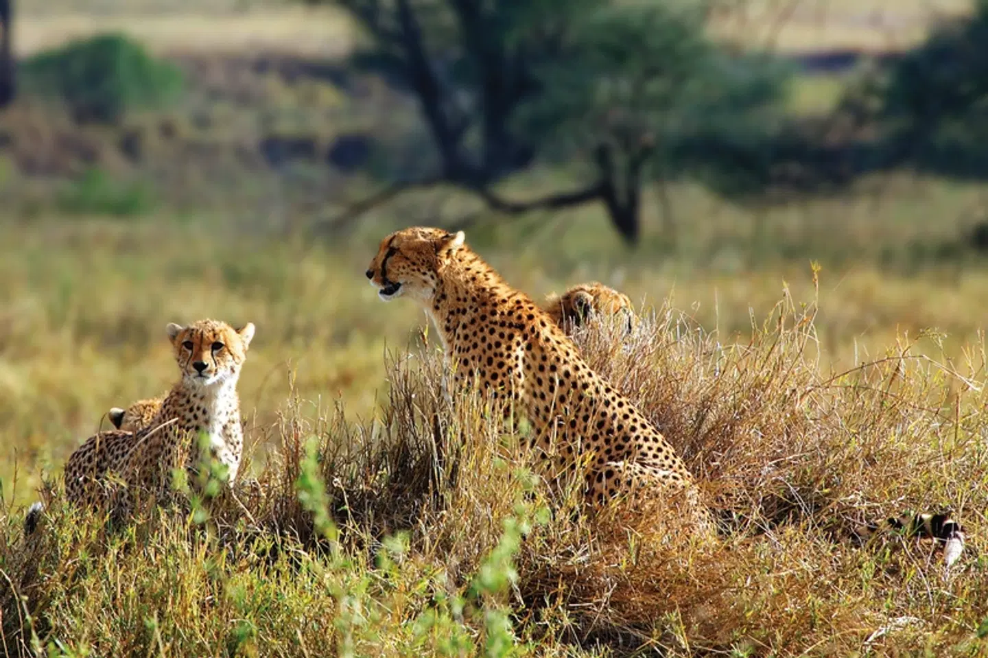 ADAC Special: Tansania - Tierwunder am Kilimanjaro Tiere