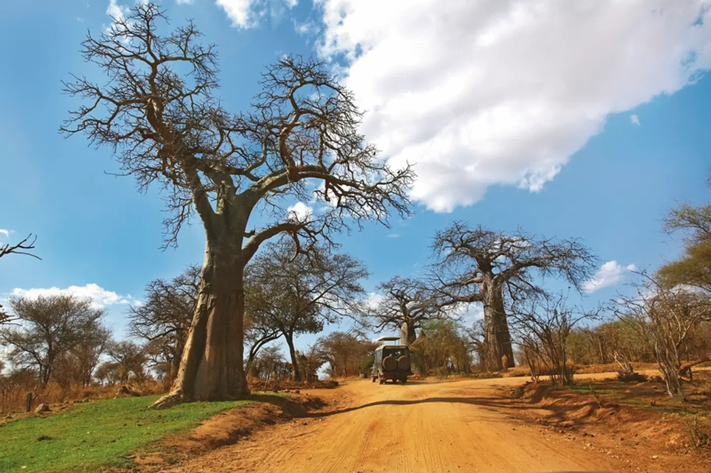 ADAC Special: Tansania - Tierwunder am Kilimanjaro LANDSCAPE