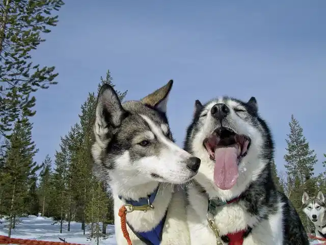 Perlen unter dem Polarlicht Tiere
