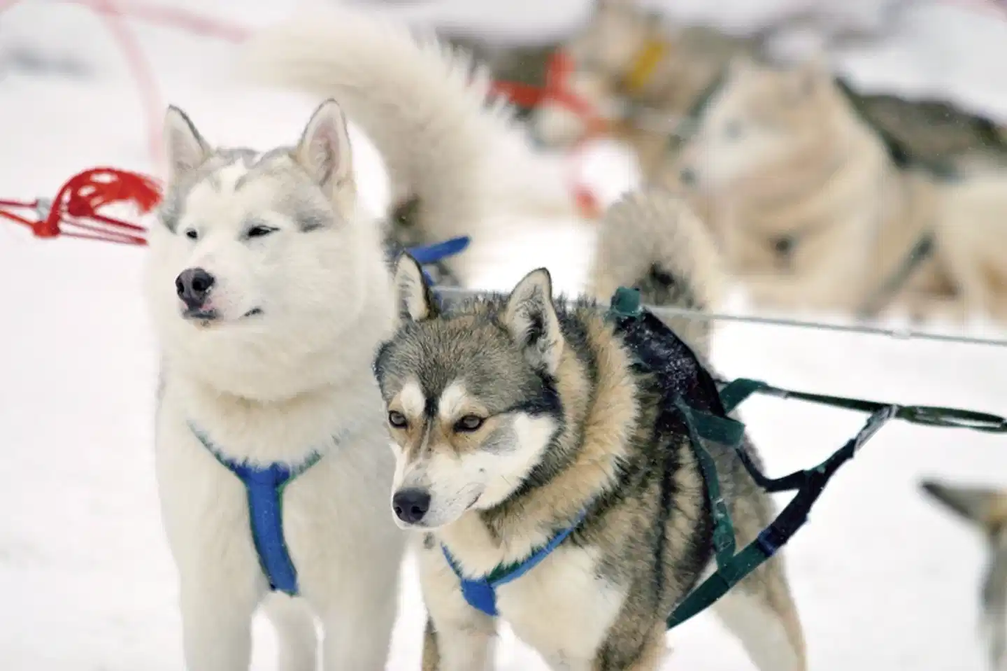 Perlen unter dem Polarlicht Tiere