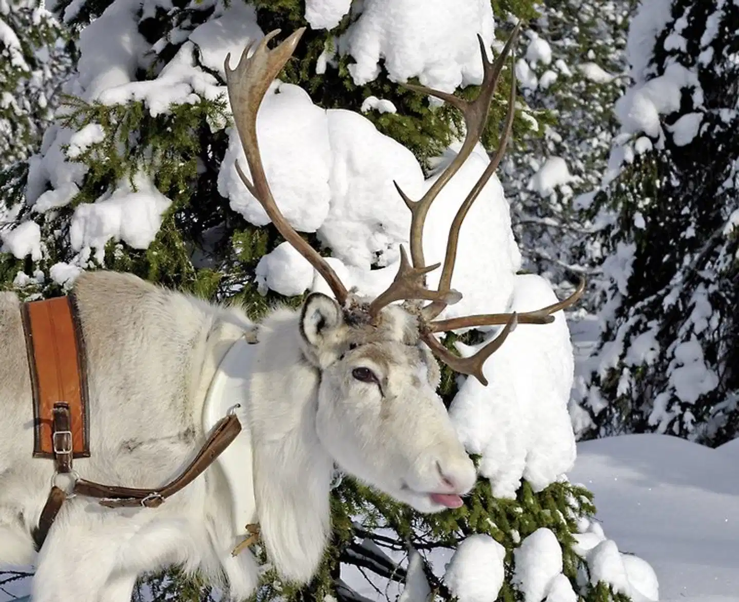 Winterspaß in Finnisch Lappland Tiere