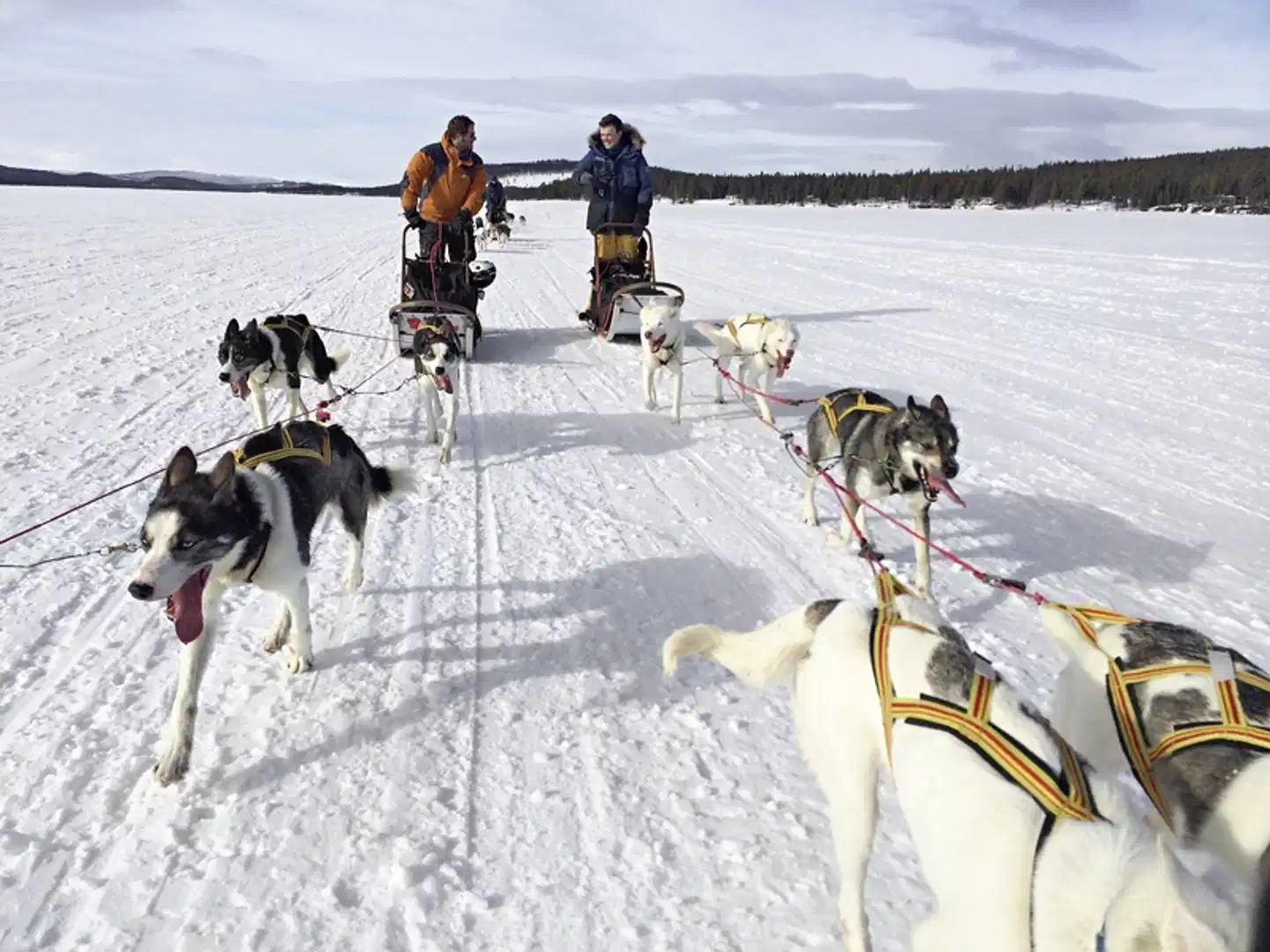 Wildlife, Polarlichter und Naturparadies Senja Sport und Entertainment