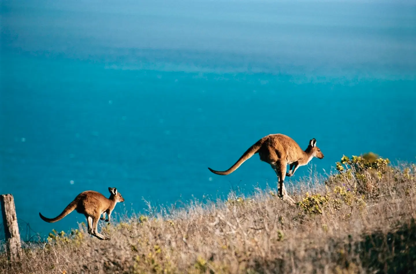 Zauberhafter Süden Australiens Tiere