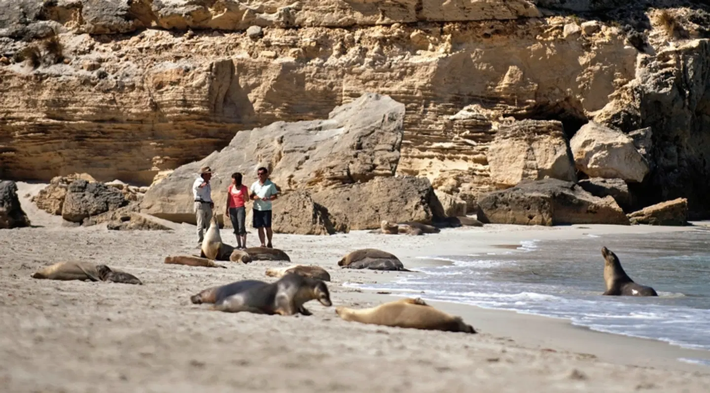 Zauberhafter Süden Australiens Tiere