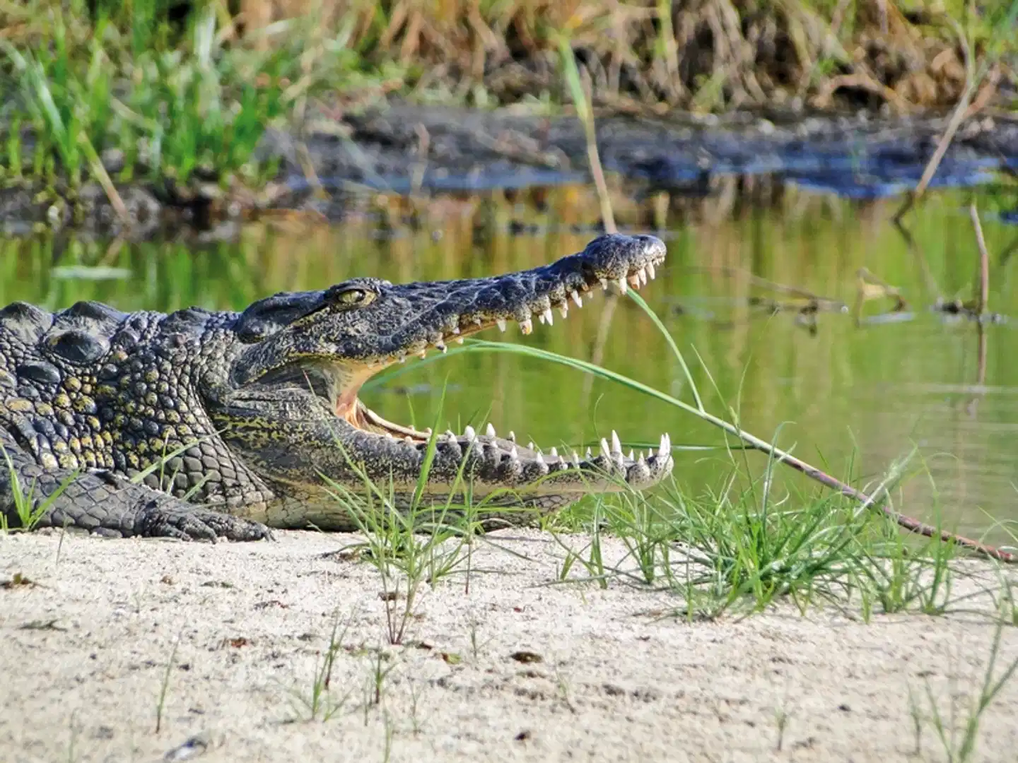 Botswana Kaleidoskop Tiere