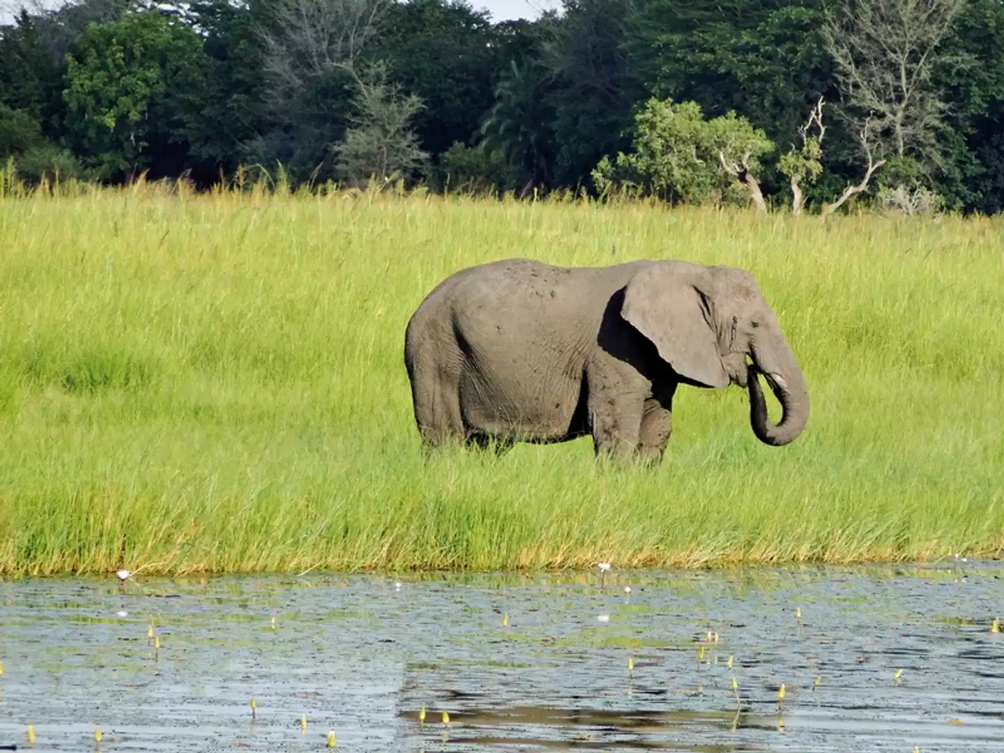 Botswana Kaleidoskop ab Victoria Falls Tiere