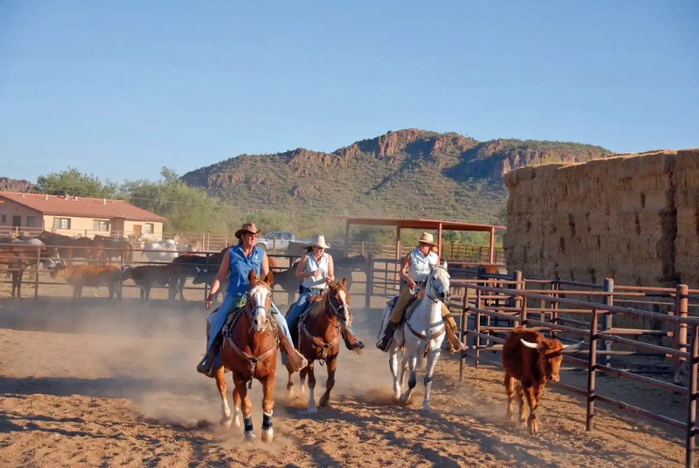 White Stallion Ranch Tiere