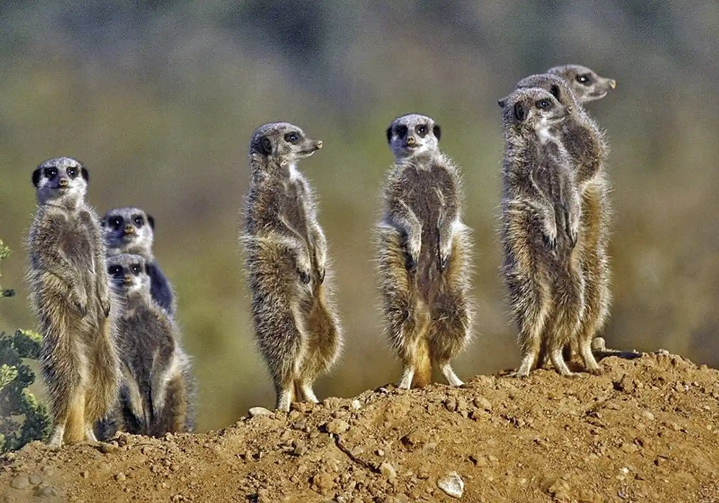 Faszination Gartenroute, Karoo und Addo (Autoreise) Tiere