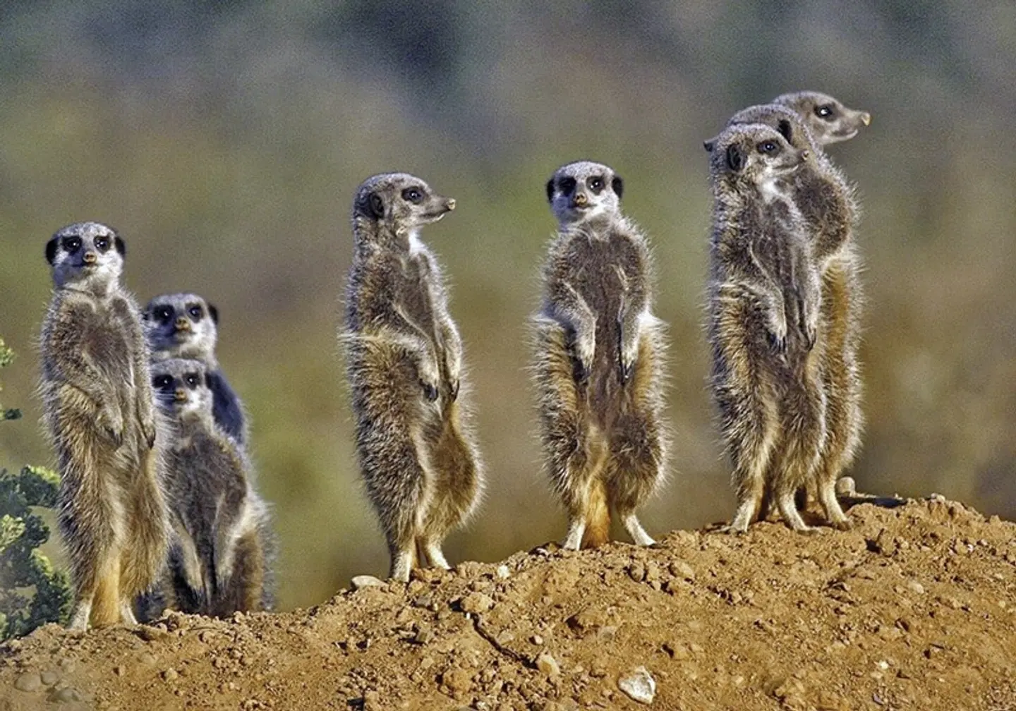 Faszination Gartenroute, Karoo und Addo (Autoreise) Tiere