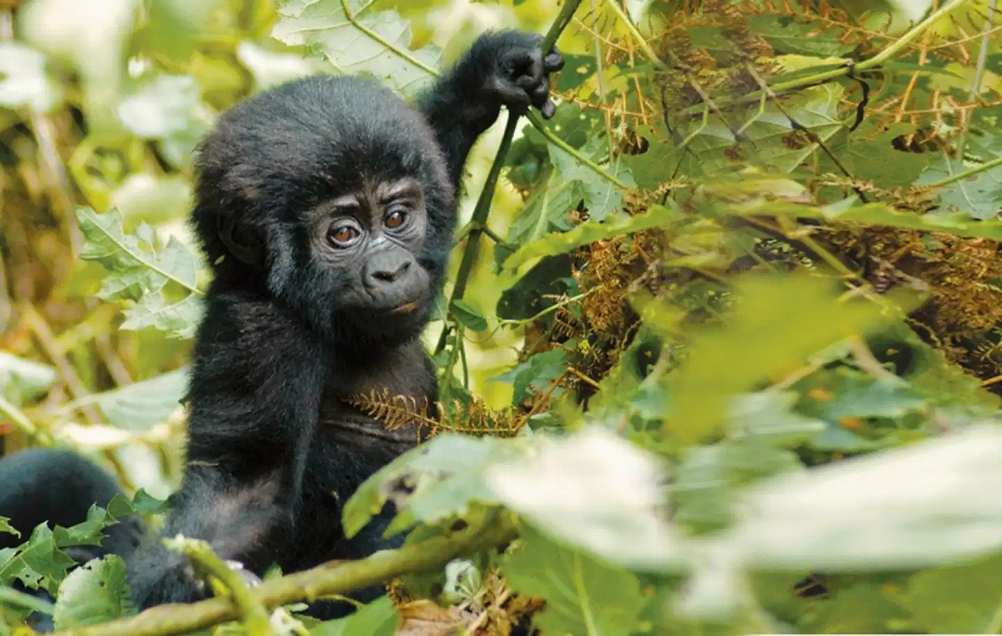 Drifters - Uganda Explorer Tiere