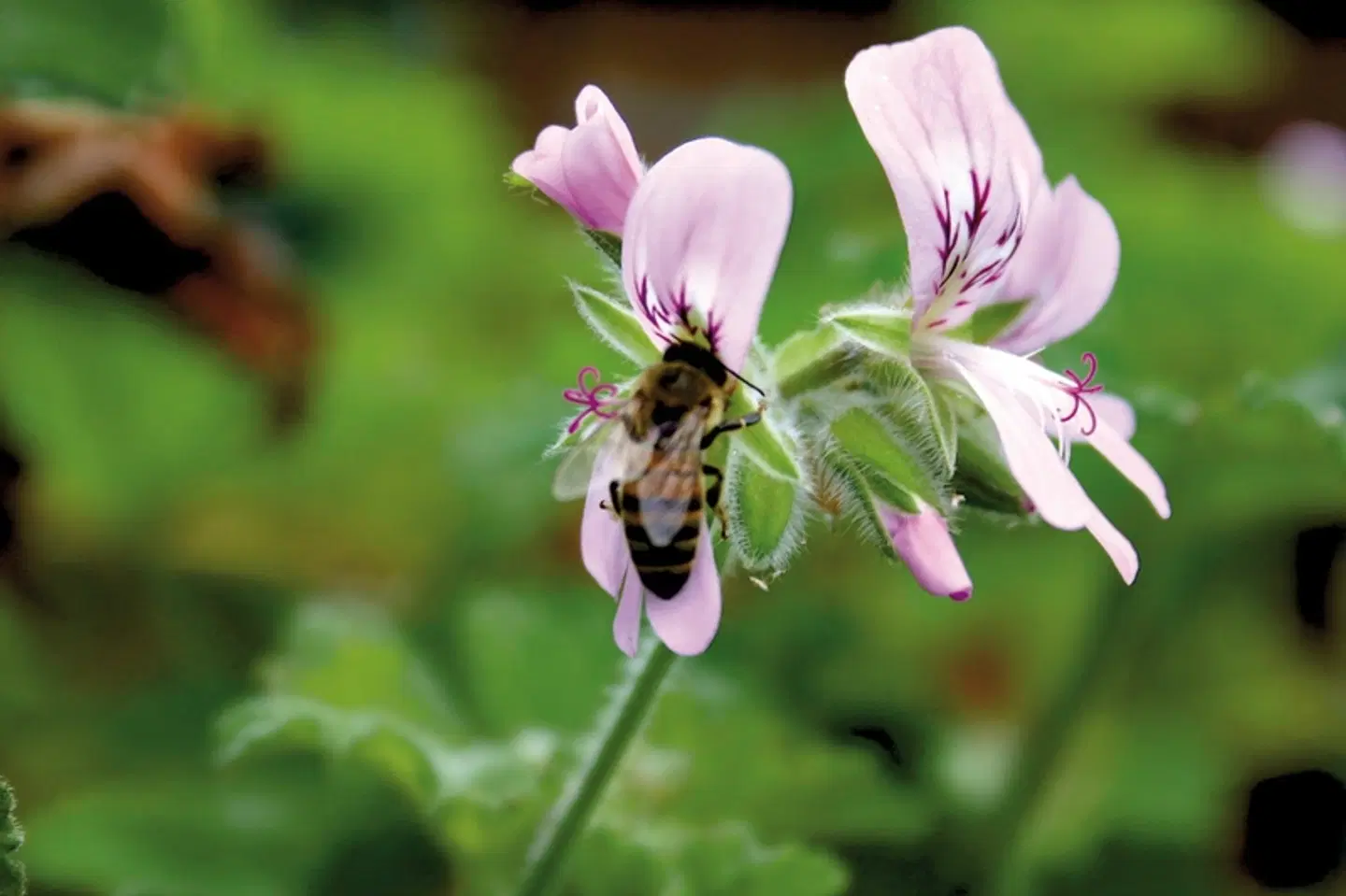 La Réunion entspannt entdecken Landschaft