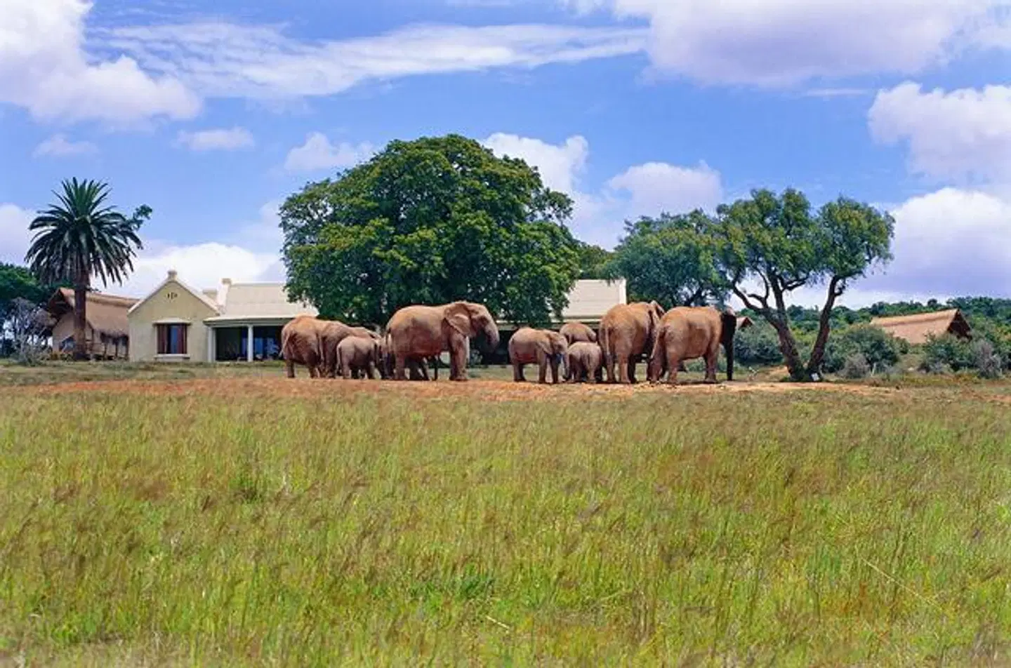 Gorah Elephant Camp Tiere