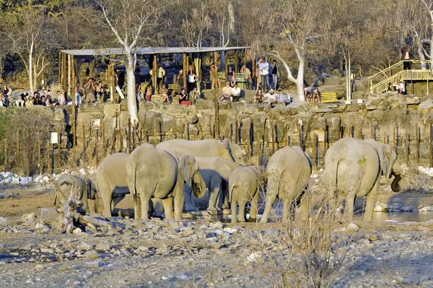 Halali Camp Tiere