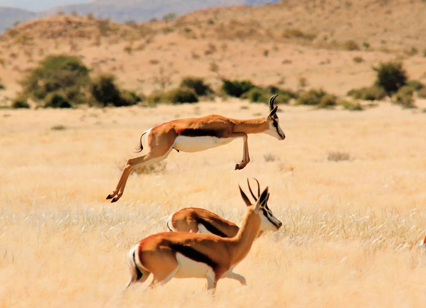 Traumreise Namibia Tiere