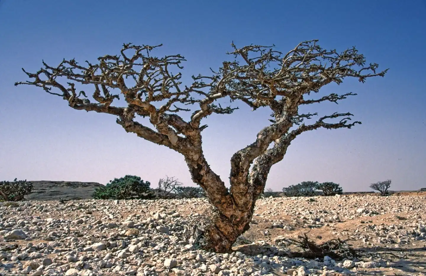 Die Weihrauchstraße - Der Duft des Orients Landschaft