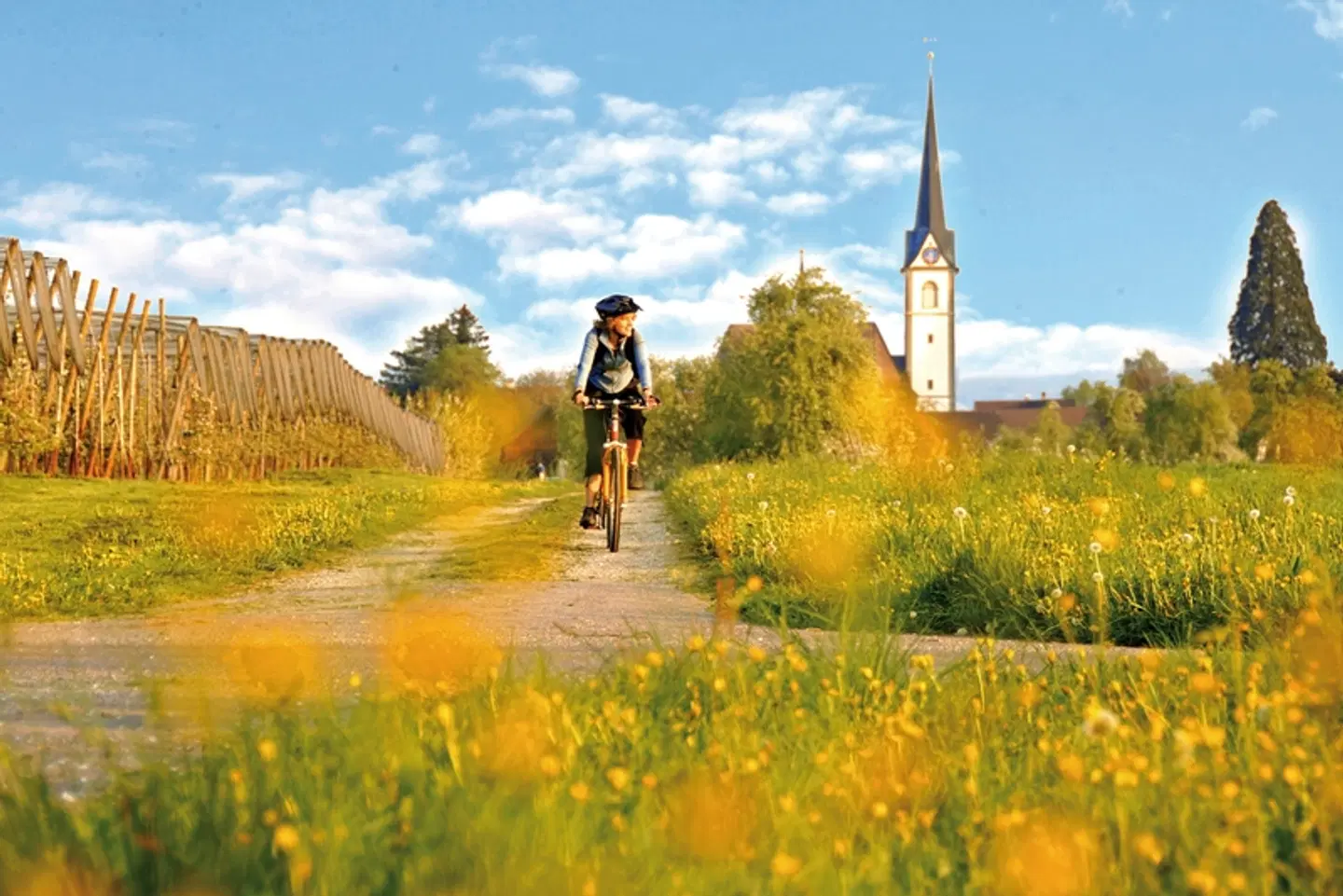 Bodensee-Radweg Bummlertour LANDSCAPE
