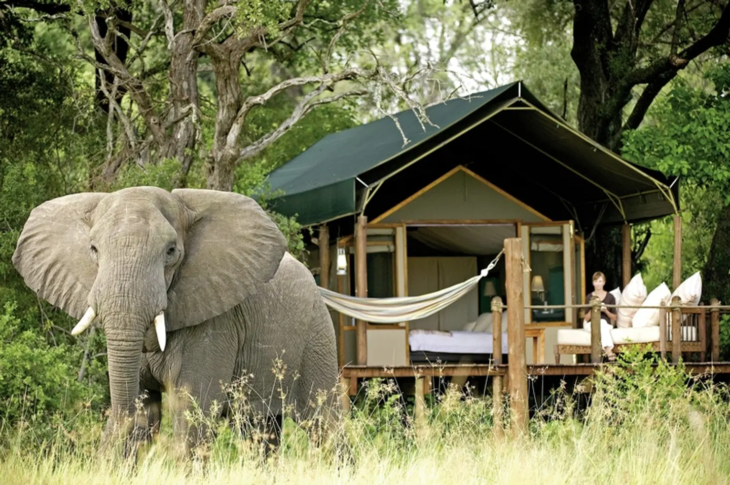 Sanctuary Stanley's Camp Tiere