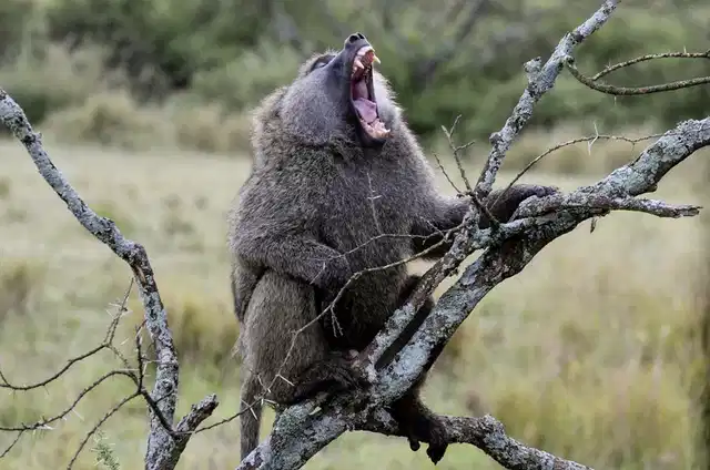 Drifters - Kenia & Tansania Explorer (Camping Tour) Tiere