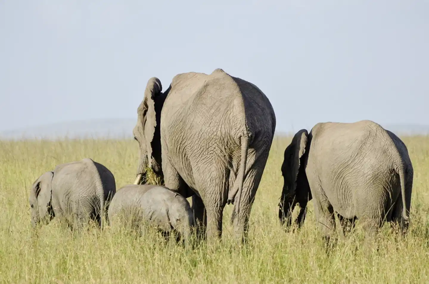 Drifters - Kenia & Tansania Explorer (Accommodated Tour) Tiere