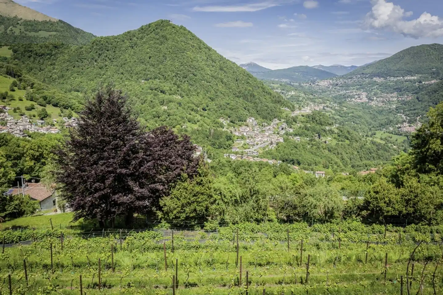 Agriturismo Al Marnich Landschaft