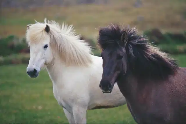 Familienspaß auf Farmen Tiere